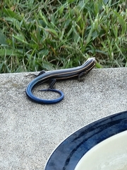 Plestiodon