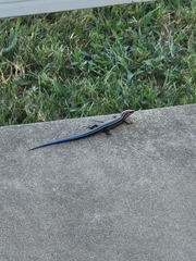 Plestiodon