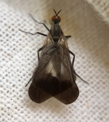 Rhamphomyia marginata