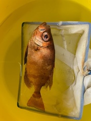Heteropriacanthus cruentatus