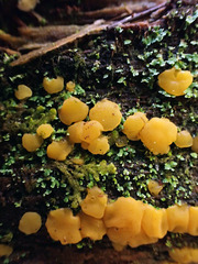 Dacrymyces corticioides