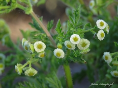 Plagiocheilus tanacetoides