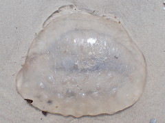 Scyphozoa