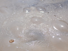 Scyphozoa