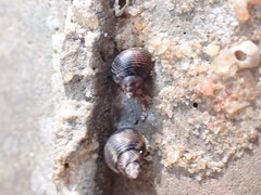 Gastropoda
