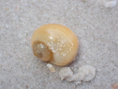 Gastropoda