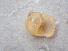 Gastropoda