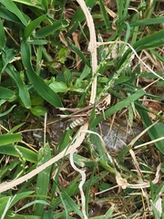 Syrbula admirabilis
