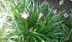 Zephyranthes rosea
