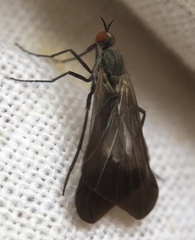 Rhamphomyia marginata