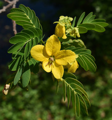 Senna timoriensis