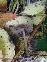 Mycena rutilantiformis