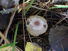 Mycena rutilantiformis
