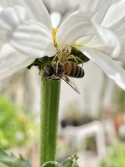 Misumenops