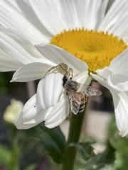 Misumenops