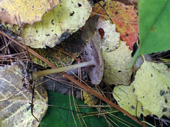 Mycena rutilantiformis