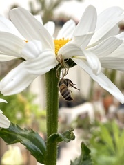 Misumenops