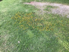 Bidens anthemoides