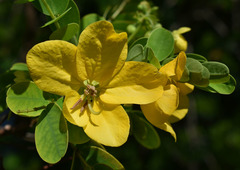 Senna timoriensis