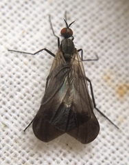 Rhamphomyia marginata
