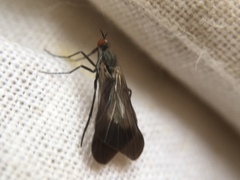 Rhamphomyia marginata