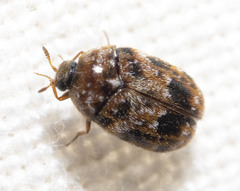Trogoderma ornatum