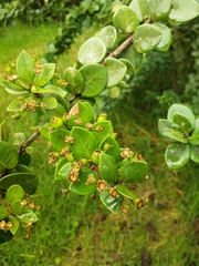 Myrtus