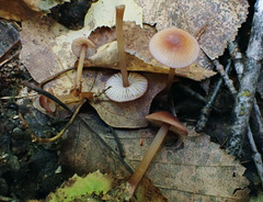 Mycena atkinsoniana