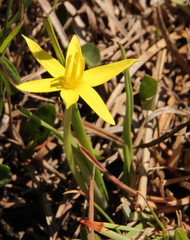Empodium elongatum