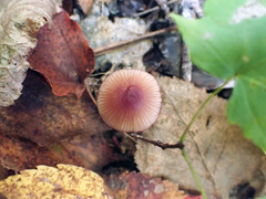 Mycena atkinsoniana