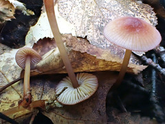 Mycena atkinsoniana