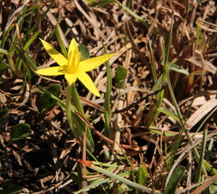 Empodium elongatum