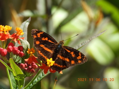 Symbrenthia lilaea formosanus