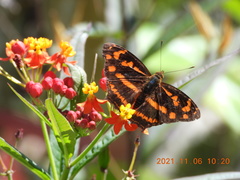 Symbrenthia lilaea formosanus