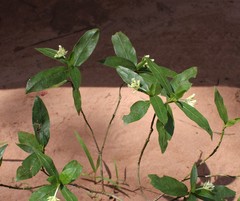 Palicourea violacea