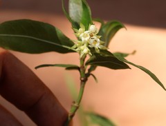 Palicourea violacea