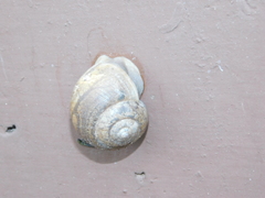 Ariophanta exilis