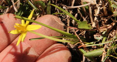 Empodium elongatum