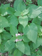 Lamium orvala