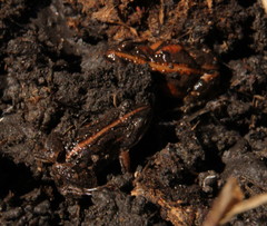 Cacosternum boettgeri