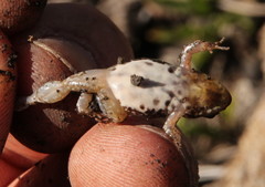 Cacosternum boettgeri