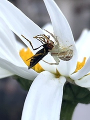 Misumenops