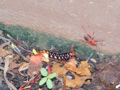Probergrothius sanguinolens