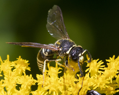 Euodynerus planitarsis