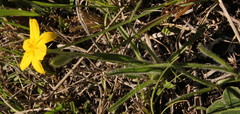 Hypoxis