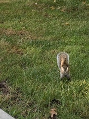 Sciurus carolinensis