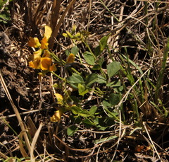 Fabaceae