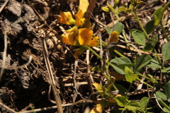 Fabaceae