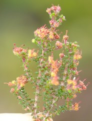 Erica exleeana