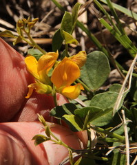 Fabaceae